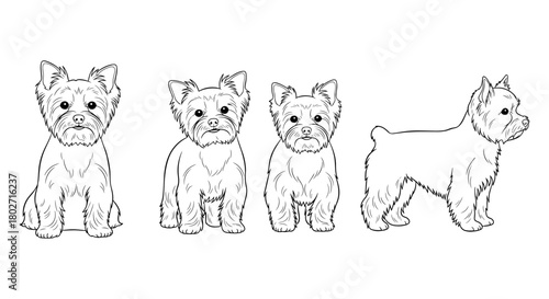 Yorkshire terrier line art collection: four adorable poses