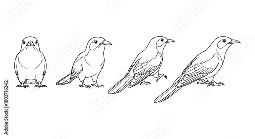 Bird line art: four poses of a songbird in black and white