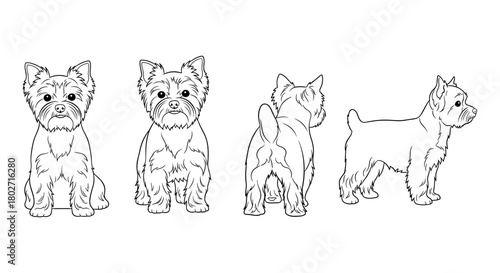 Yorkshire terrier dog outlines: front, side, back view set in linear style