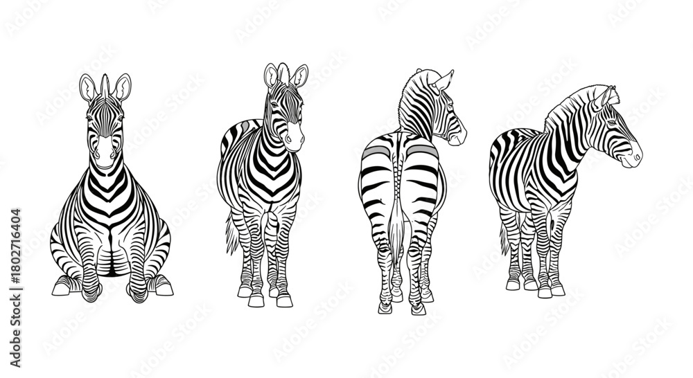 Obraz premium Stylized zebra collection: front, back, side views in black and white linear art