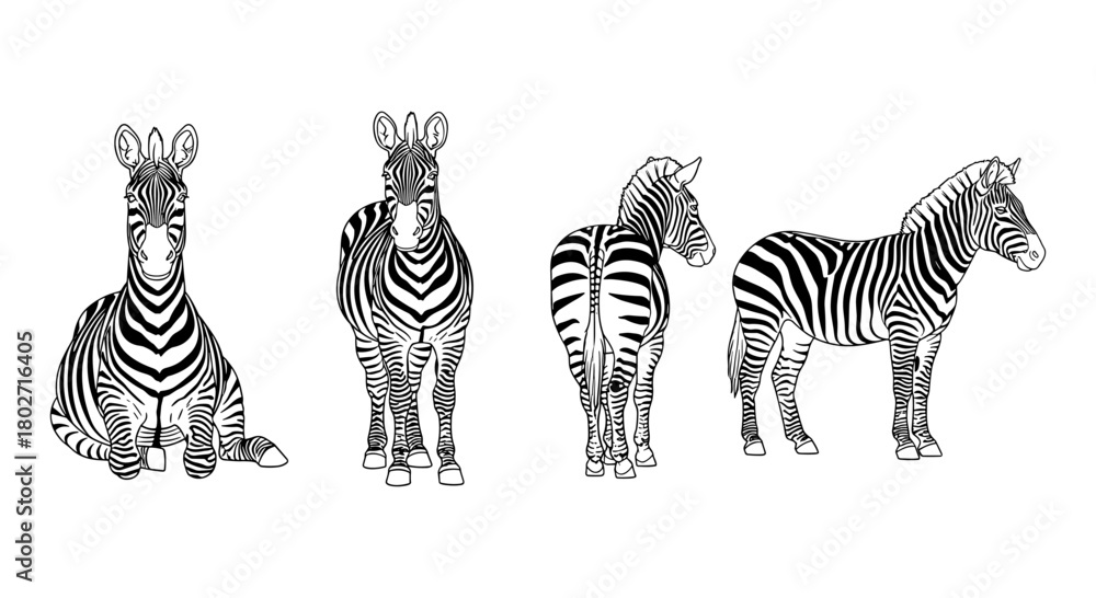 Fototapeta premium Black and white zebra line art in different poses