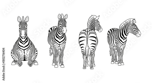 Stylized zebra collection: front, back, side views in black and white linear art