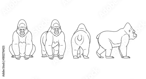 Gorilla outline: four views of powerful primate in linear art style
