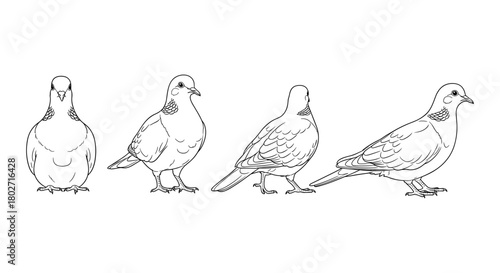 Pigeon sketch set featuring four detailed bird poses for birdwatching enthusiasts