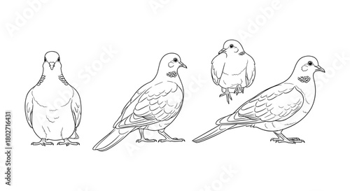 Line art dove illustrations showing various angles and poses
