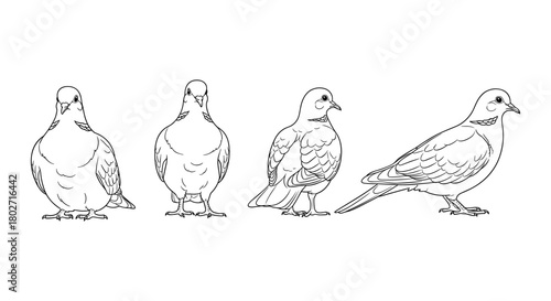 Four doves in linear style: front, back, side views of peaceful birds