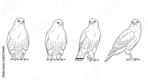 Set of hawk line art illustrations in different poses on white background