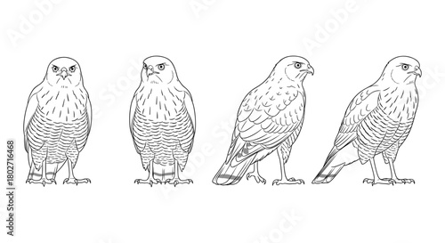 Detailed linear outline of eagles in various poses on white background