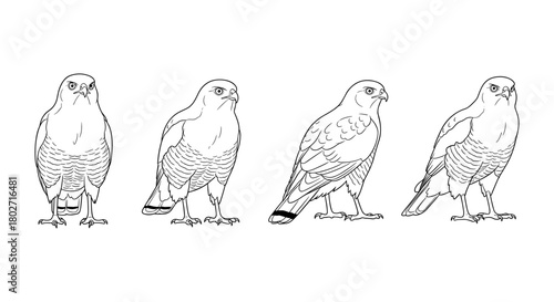 Hawk outline collection: four detailed bird sketches