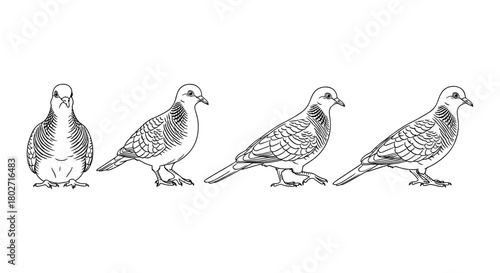 Dove evolution: detailed line art sketch of bird transformation