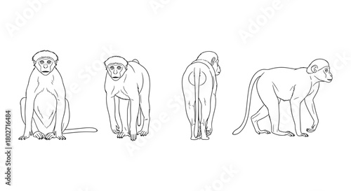 Monkey line art: four view perspectives of primate in simple outline style