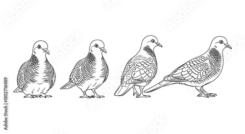 Detailed line art of turtledoves in various poses on white background