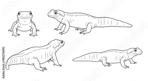 Lizard sketch set: detailed reptile outlines for nature illustrations in black and white