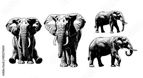 Detailed elephant illustrations in monochrome line art style