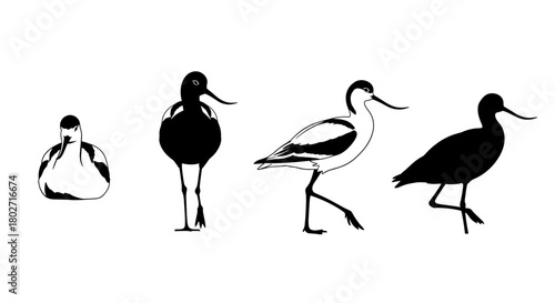 Silhouette and line art avocet collection on white background