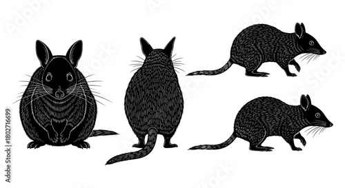 Detailed black silhouette of marsupial in various poses on white background