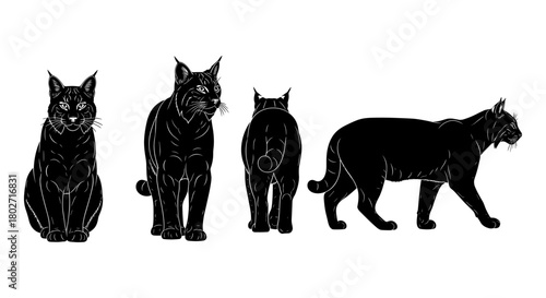 Set of black lynx silhouettes in various poses on white background