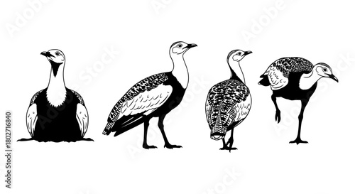 Elegant bird silhouettes in monochrome line art displaying unique poses