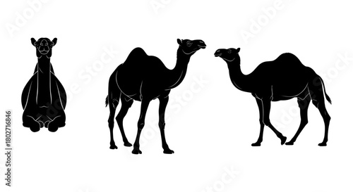 Set of camel silhouettes: front and side views in minimalist style