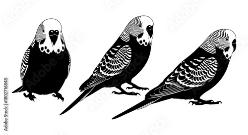 Black and white silhouette of budgies: detailed bird trio illustration