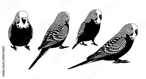 Black and white budgies in silhouette style with detailed patterns