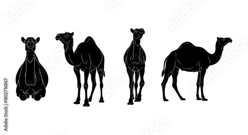 Silhouette camels in various poses on a white background