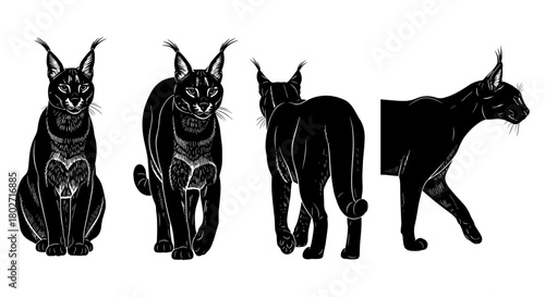 Black silhouette caracal cat in various poses on white background