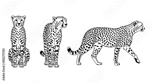 Detailed cheetah silhouettes in various poses on white background