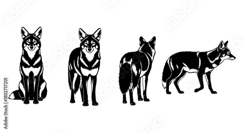 Coyote silhouettes: front, side, and rear views in monochrome
