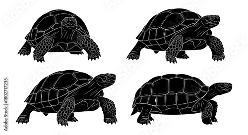 Silhouette tortoise set: detailed black turtle designs for nature themes