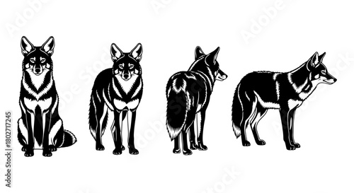 Detailed silhouette of wolf in multiple poses on white background