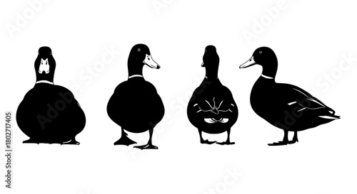 Silhouette ducks in various poses on white background