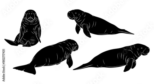 Elegant manatee silhouettes in varied poses for wildlife art