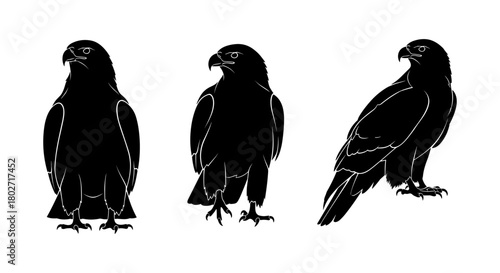 Silhouette bird of prey trio with detailed outline on white background