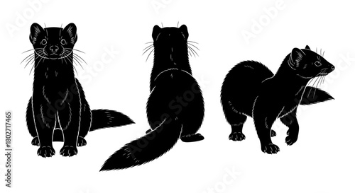 Silhouette set of marten poses in black on white background
