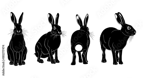 Detailed black silhouette of rabbit in various poses on white background