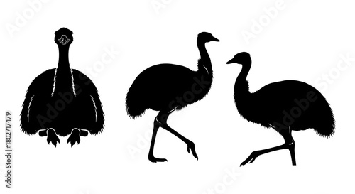 Silhouette collection of emu birds: diverse poses and views on white background