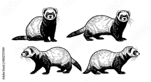 Detailed black and white ferret artwork: vintage style animal sketch collection