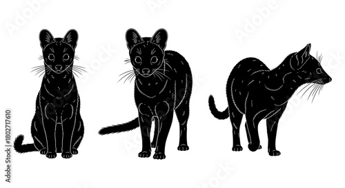 Detailed silhouette of civet cats in different poses on white background