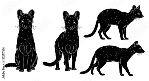 Detailed black silhouette of luwak in various poses on white background