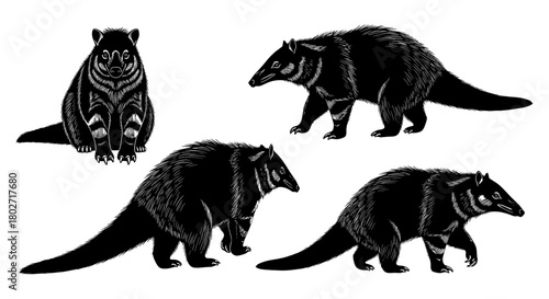 Coati silhouette collection: detailed black and white animal designs