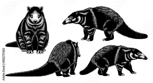 Monochrome stylized south american coati and spectacled bear illustrations