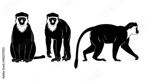Silhouette of african monkeys: wildlife outline art in black on white