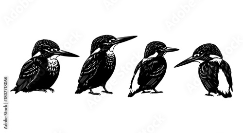 Kingfisher bird silhouettes in vintage black and white style