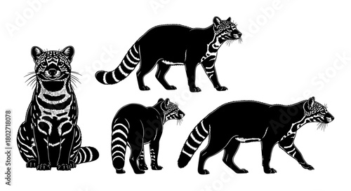 Detailed black and white civet animals in various poses on white background