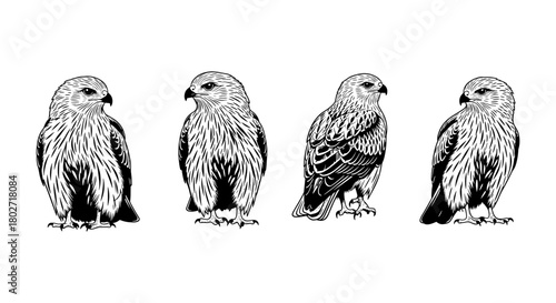Intricate hawk silhouettes: detailed bird designs in monochrome style