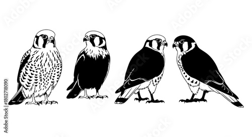 American kestrel bird silhouettes in detailed black and white design