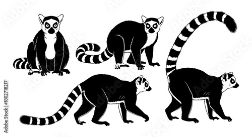 Black and white ring tailed lemur silhouettes in various poses
