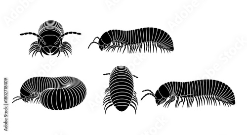 Detailed silhouette illustrations of millipedes in various poses