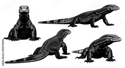 Detailed reptile sketches of komodo dragons in various poses